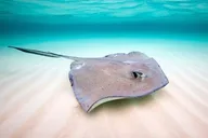 Key Largo Snorkeling and Sandbar Tour thumbnail 1