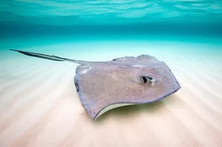 Key Largo Snorkeling and Sandbar Tour
