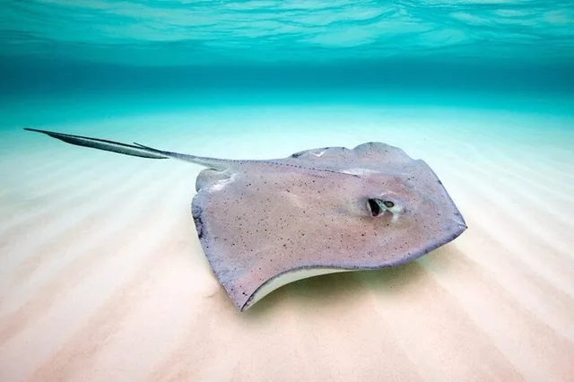 Key Largo Snorkeling and Sandbar Tour - Image 1