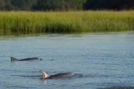 Hilton Head Dolphin and Nature Tour 90 Min thumbnail 4