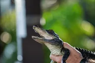 Weston Everglades Reptile Exhibit and Airboat Tour thumbnail 1