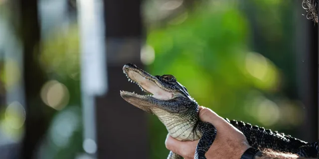 Weston Everglades Reptile Exhibit and Airboat Tour - Image 1
