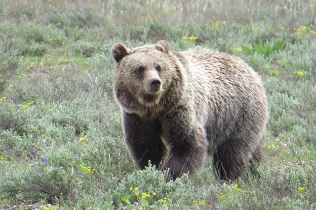 Yellowstone National Park Private Tour 2 Days - Image 3