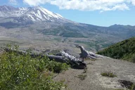 Mt St Helens Day Trip thumbnail 1