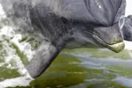 Pensacola Beach Dolphin Sightseeing Tour thumbnail 6