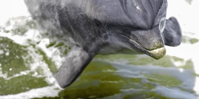 Pensacola Beach Dolphin Sightseeing Tour - Image 6