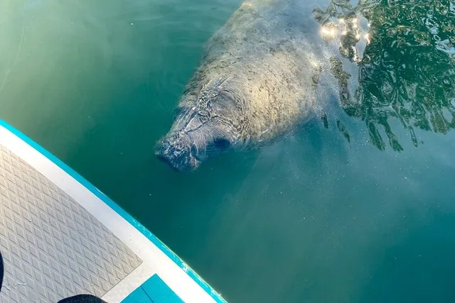 Crystal River Paddle Board Rental 2 hr - Image 1