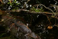 Fort Myers Everglades Day Safari thumbnail 2