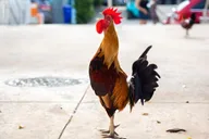 Key West Conch Republic Tour 12 hr thumbnail 4