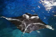 Kona Manta Ray Snorkel Tour thumbnail 6