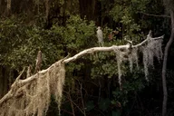 Louisiana Private Swamp Experience thumbnail 6
