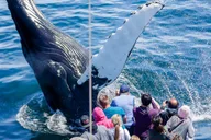 Boston Whale Watching Cruise by High-Speed Boat thumbnail 1