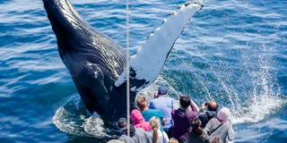 Boston Whale Watching Cruise by High-Speed Boat