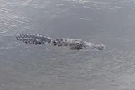 Palm Beach Air Boat Tour in The Swamp Monster thumbnail 3