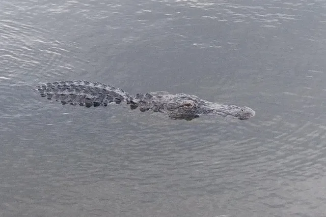 Palm Beach Air Boat Tour in The Swamp Monster - Image 3