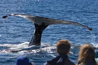 Juneau Whale Watch and Crab Shack Combo thumbnail 1