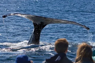 Juneau Whale Watch and Crab Shack Combo