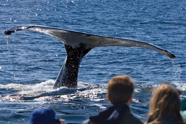 Juneau Whale Watch and Crab Shack Combo - Image 1