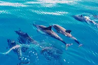 Oahu Dolphin Swim Private Cruise thumbnail 3