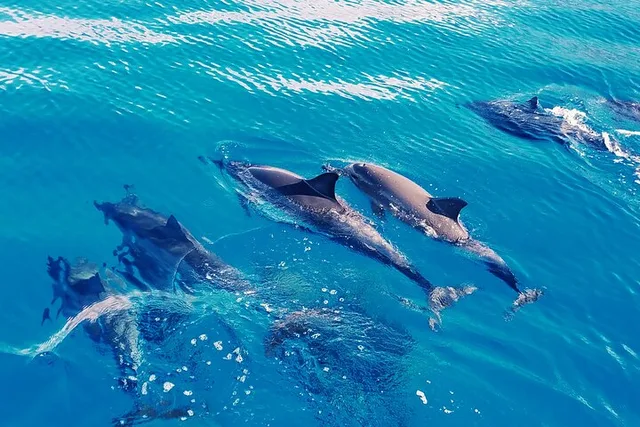 Oahu Dolphin Swim Private Cruise - Image 3