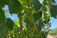 Napa Sonoma Wine Tour 8 hr Private SUV thumbnail 5