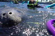 Crystal River Manatee Snorkeling Tour thumbnail 6