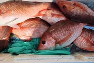 Destin Fishing Charter thumbnail 6