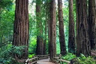 Muir Woods Walking Tour thumbnail 2