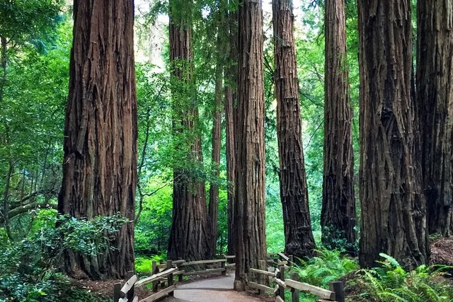Muir Woods Walking Tour - Image 2