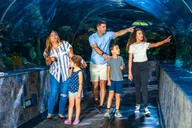 Gatlinburg Ripley's Aquarium & Combo Ticket thumbnail 4
