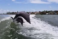 Naples Dolphin and Eco Cruise to Keewaydin Island 3 hr thumbnail 4