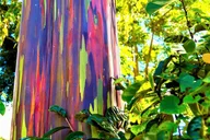 Maui Tropical Rainforest Small Group Tour thumbnail 5