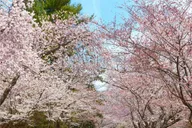 Washington D.C. Kenwood Cherry Blossoms Tour 3 hr thumbnail 4
