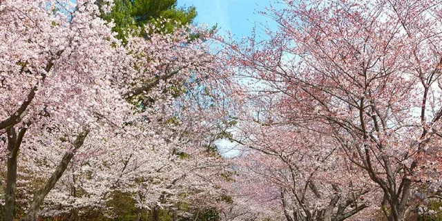Washington D.C. Kenwood Cherry Blossoms Tour 3 hr - Image 4