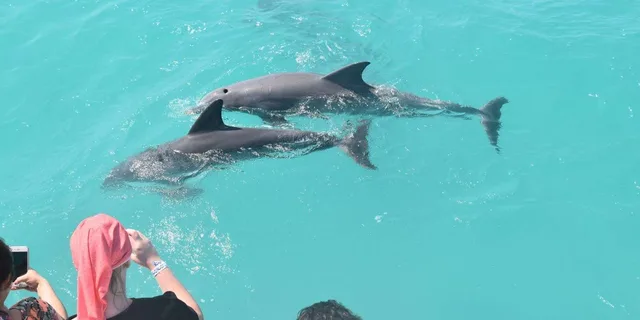 Key West Dolphin Watching Tour with Lunch - Image 3