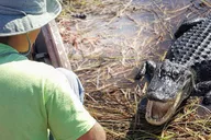 Everglades Airboat Adventure in Weston 1 hr thumbnail 2