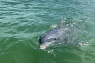 Cape Coral Dolphin Sightseeing Boat Tour thumbnail 1