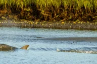 Savannah Dolphin Watching Eco Tour at Sunset thumbnail 2