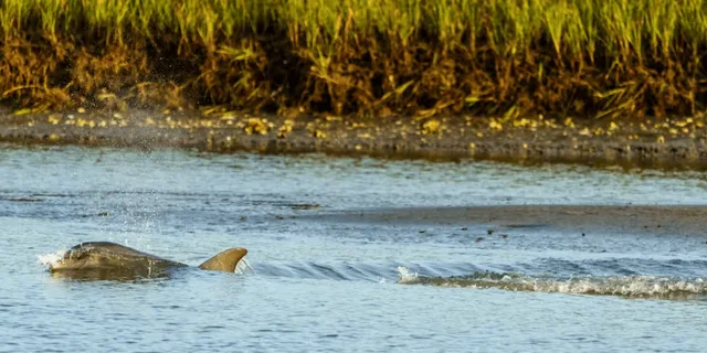 Savannah Dolphin Watching Eco Tour at Sunset - Image 2