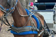 New York City Central Park Horse-Drawn Carriage Tour thumbnail 6
