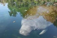 Crystal River Manatee Viewing Cruise 90 Min thumbnail 4