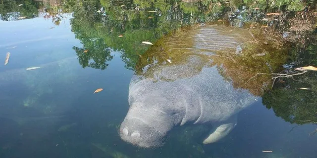 Crystal River Manatee Viewing Cruise 90 Min - Image 4