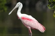 Marco Island Dolphin, Birding, and Shelling Tour 2 hr thumbnail 4
