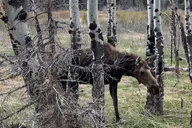 Denver Private Sightseeing Tour in Rocky Mountain National Park thumbnail 4