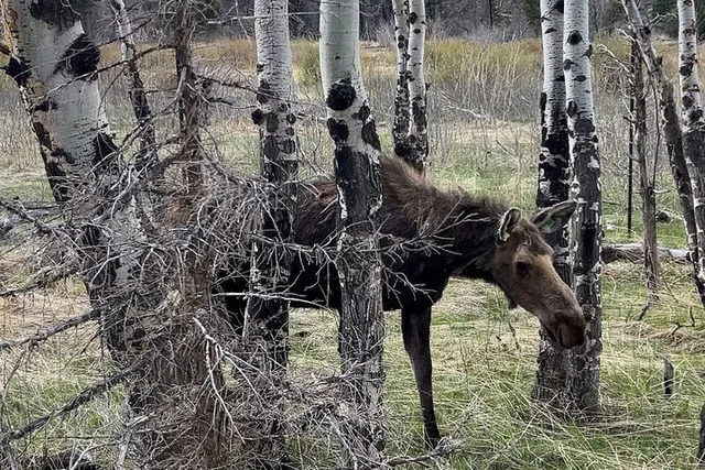 Denver Private Sightseeing Tour in Rocky Mountain National Park - Image 4