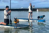 Honolulu Paddle Board with Rescue Dogs 90 min thumbnail 3