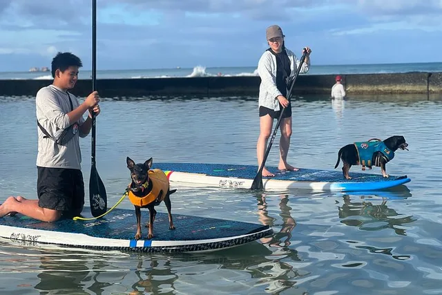 Honolulu Paddle Board with Rescue Dogs 90 min - Image 3