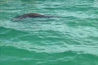 Egmont Key Snorkeling and Dolphin Tour thumbnail 3