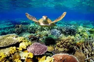 Key Largo Coral Reef Park and Sunset Tour thumbnail 2