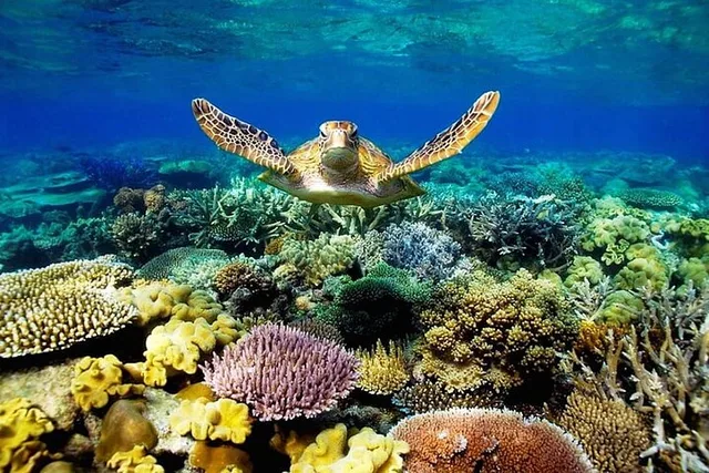 Key Largo Coral Reef Park and Sunset Tour - Image 2